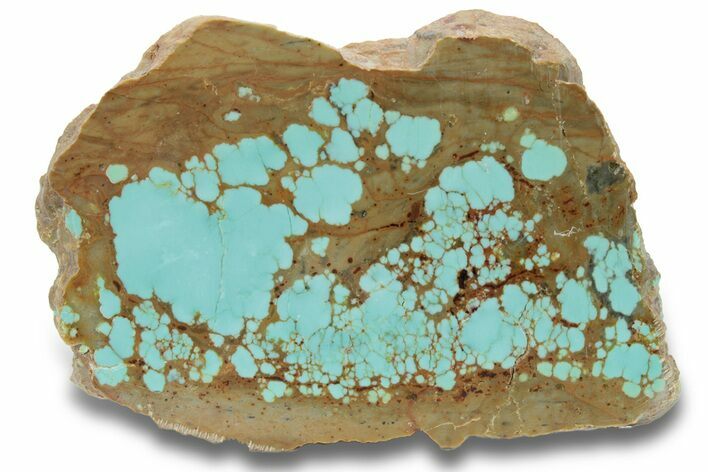 Polished Turquoise Slab - Number Mine, Carlin, NV #248339